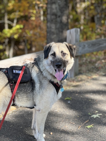 Entry image for Ralph The Dog. Clicking this image will show a larger photo