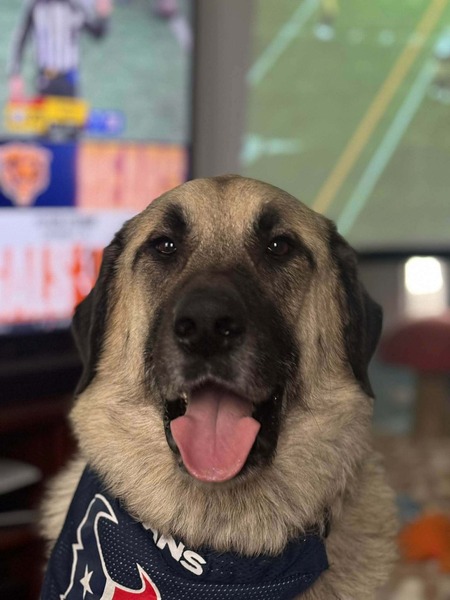 Entry image for Ralph The Dog. Clicking this image will show a larger photo