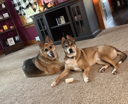 Entry image for Miley & Maverick . Clicking this image will show a larger photo