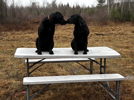 Entry image for Fonzie & Lotte. Clicking this image will show a larger photo