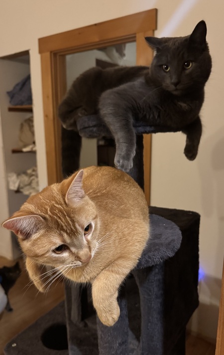 Entry image for Oliver and Greyson. Clicking this image will show a larger photo