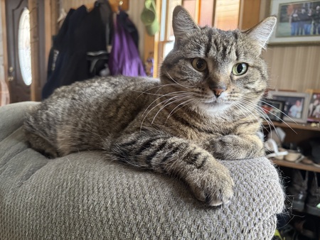 Entry image for Cinnamon. Clicking this image will show a larger photo