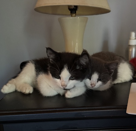 Entry image for Marlin and Lana. Clicking this image will show a larger photo