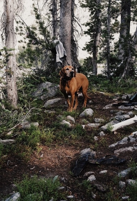 Entry image for Duke. Clicking this image will show a larger photo