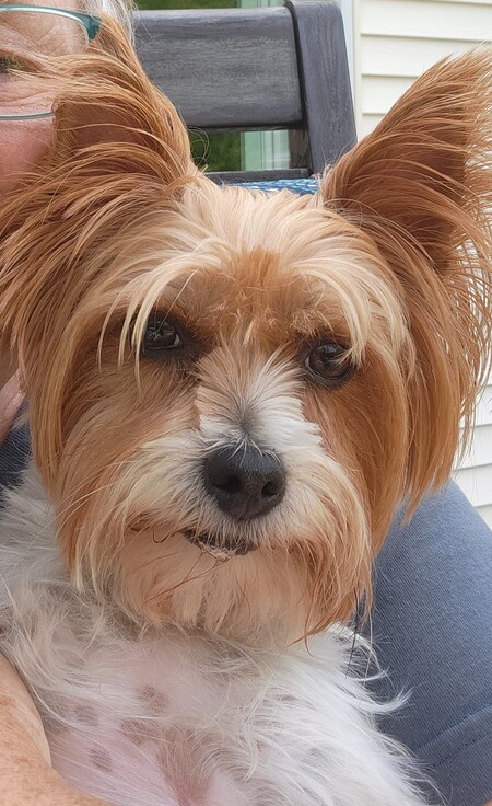 Entry image for Buddy. Clicking this image will show a larger photo