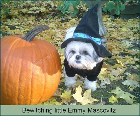 Entry image for Emmy. Clicking this image will show a larger photo