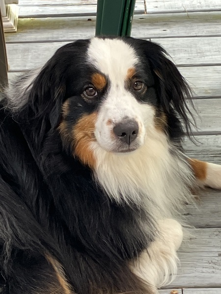 Entry image for Odie. Clicking this image will show a larger photo