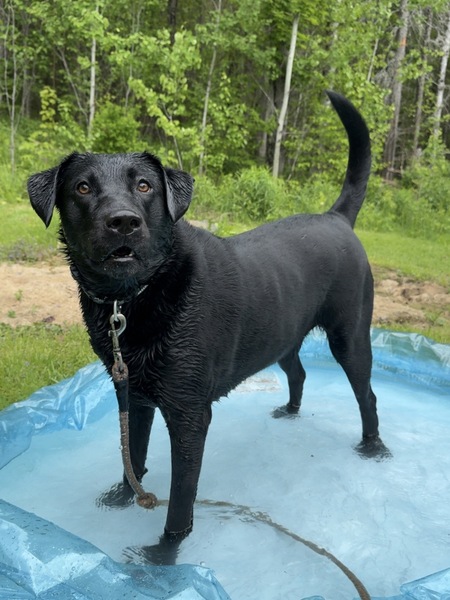Entry image for Lulu . Clicking this image will show a larger photo