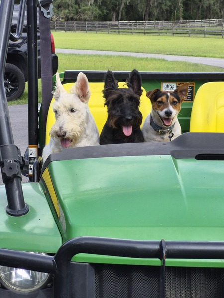 Entry image for Brodie Bear & Spot. Clicking this image will show a larger photo