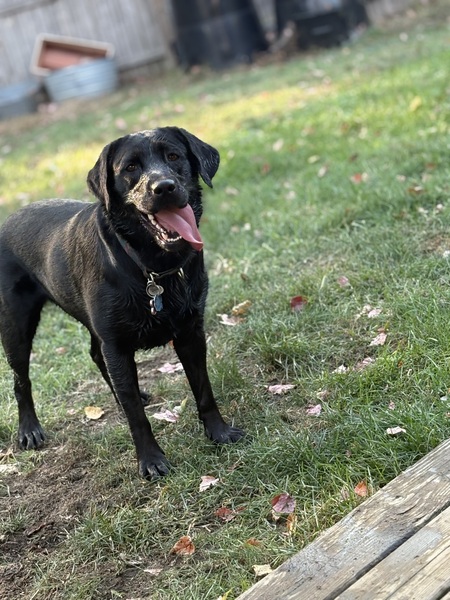 Entry image for Maggie. Clicking this image will show a larger photo