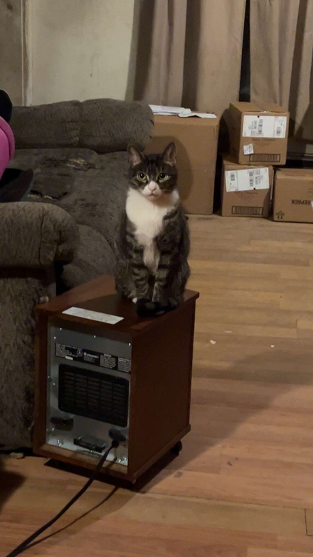 Entry image for Mittens . Clicking this image will show a larger photo
