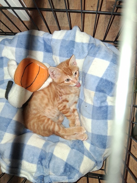 Entry image for Simba. Clicking this image will show a larger photo