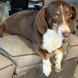 Entry image for Lenny