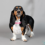 Entry image for Daisy