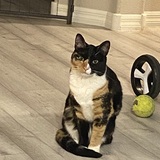 Entry image for Kitty Kat - Mabel