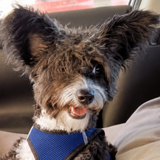 Entry image for Missy