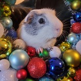 Entry image for Spud