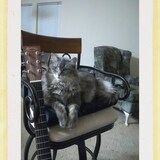 Entry image for Meowy