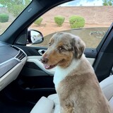 Entry image for Gus