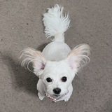 Entry image for Casper 