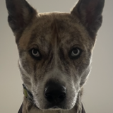 Entry image for Taco