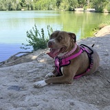Entry image for Sadie