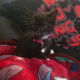 Entry image for Lulu