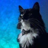Entry image for Jasper
