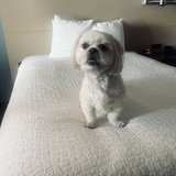 Entry image for Rocky