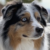 Entry image for Bailey 