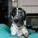 Entry image for Millie