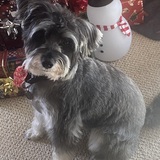 Entry image for Cooper ( formally known as Bean)