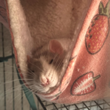 Entry image for Squeaks