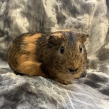 Entry image for Heidi