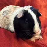 Entry image for Gigi