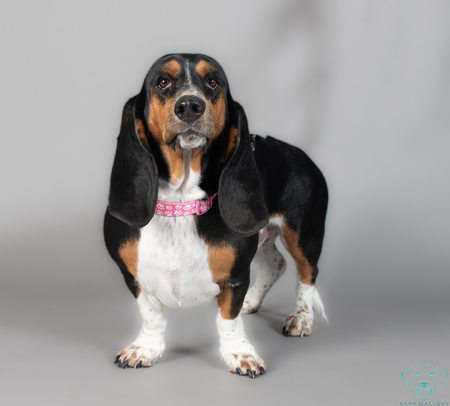 Entry image for Daisy. Clicking this image will show a larger photo
