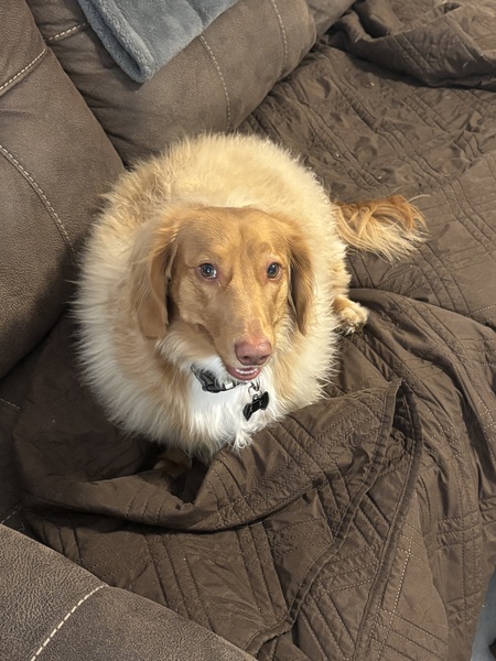 Entry image for Little Willie. Clicking this image will show a larger photo