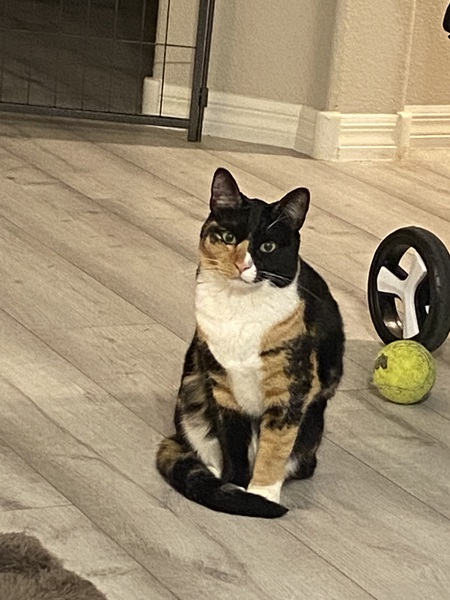 Entry image for Kitty Kat - Mabel. Clicking this image will show a larger photo
