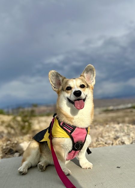 Entry image for Dulce . Clicking this image will show a larger photo