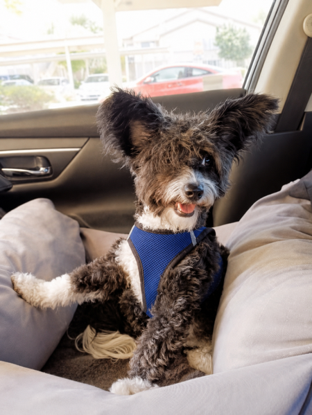 Entry image for Missy. Clicking this image will show a larger photo