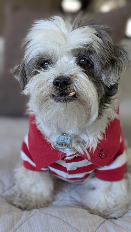 Entry image for Squeaky . Clicking this image will show a larger photo