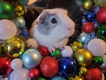 Entry image for Spud. Clicking this image will show a larger photo