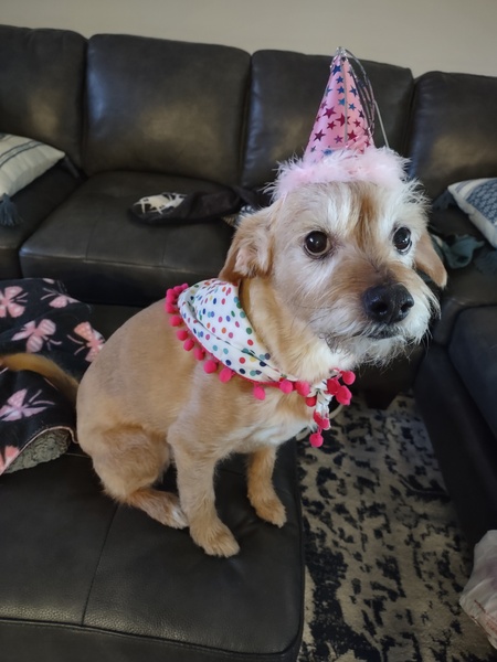 Entry image for Daisy . Clicking this image will show a larger photo