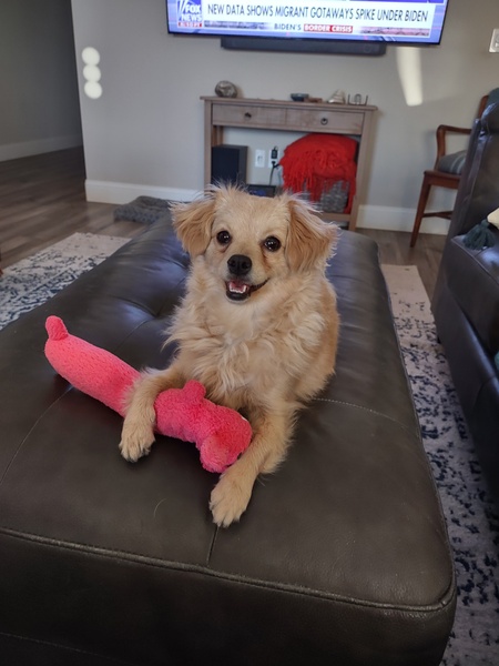 Entry image for Poppy . Clicking this image will show a larger photo