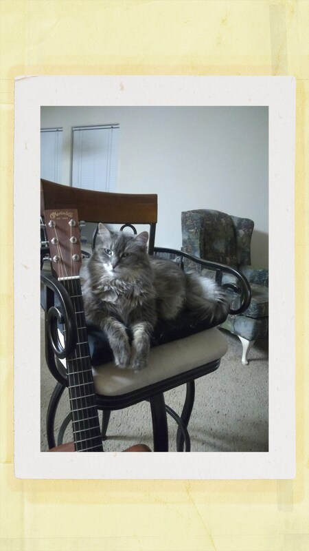 Entry image for Meowy. Clicking this image will show a larger photo