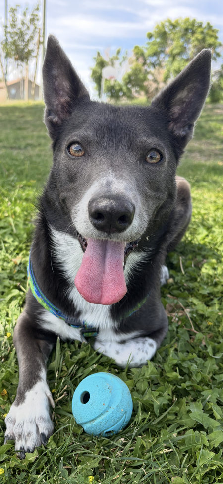 Entry image for Roxy. Clicking this image will show a larger photo