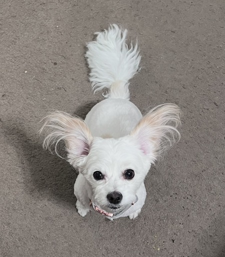Entry image for Casper . Clicking this image will show a larger photo