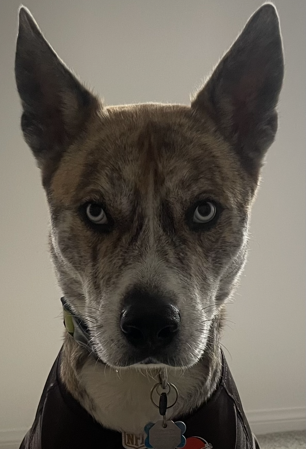 Entry image for Taco. Clicking this image will show a larger photo