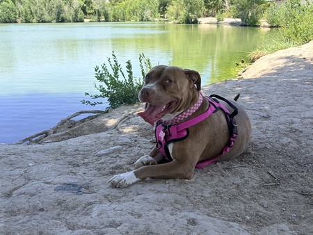 Entry image for Sadie. Clicking this image will show a larger photo