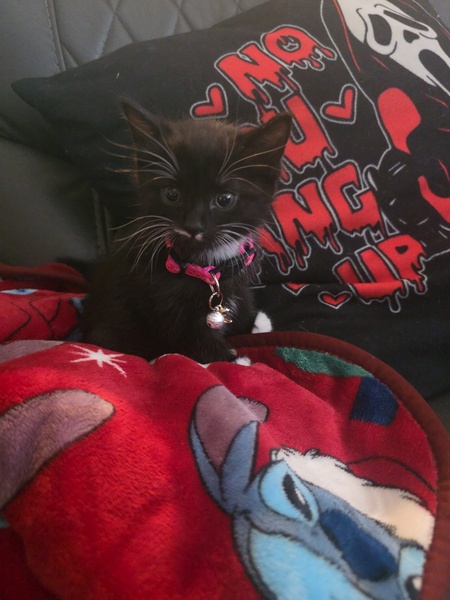Entry image for Lulu. Clicking this image will show a larger photo